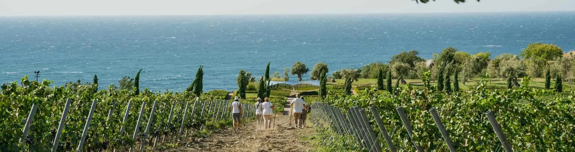 WINEPARK получил сертификат органического производства на виноградник