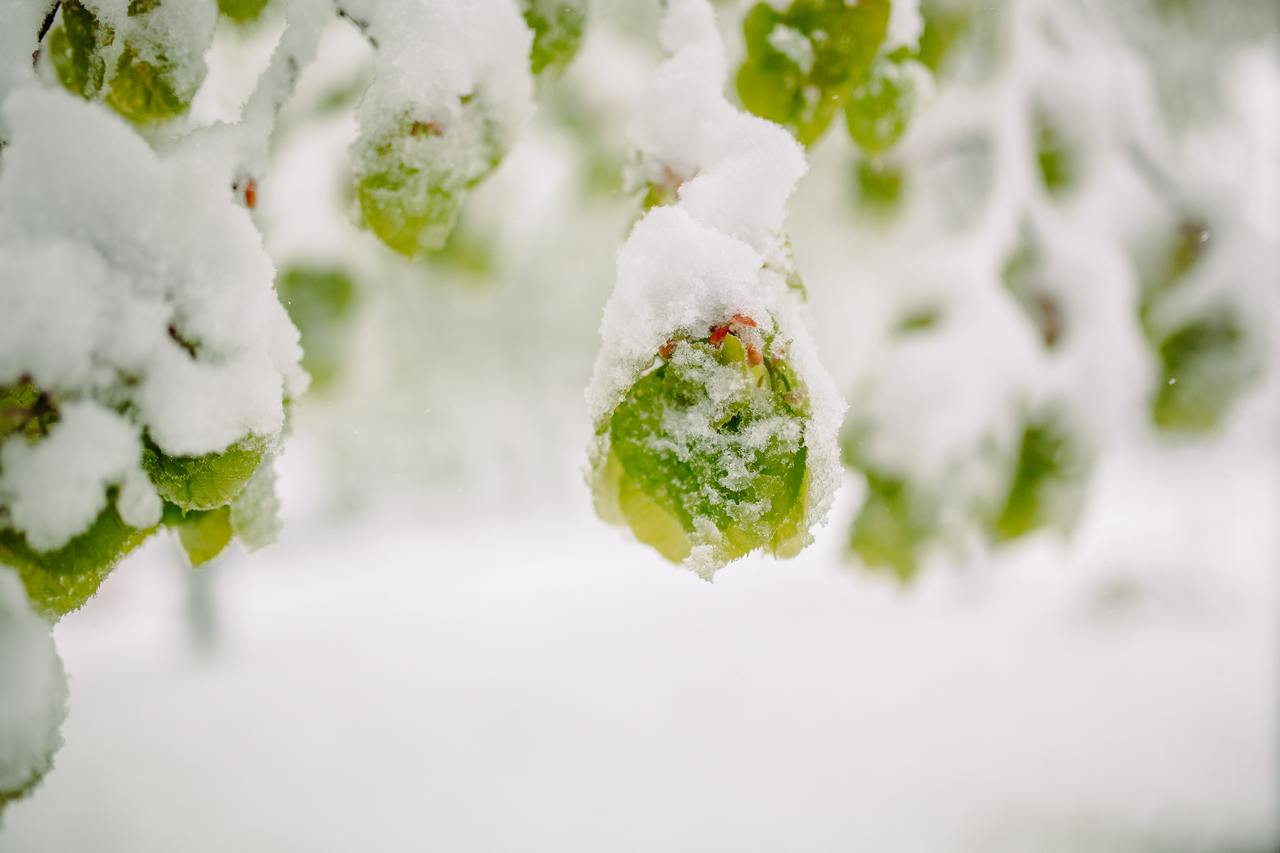 Ледяное вино