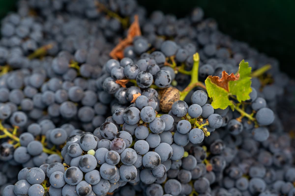 Сбор винограда