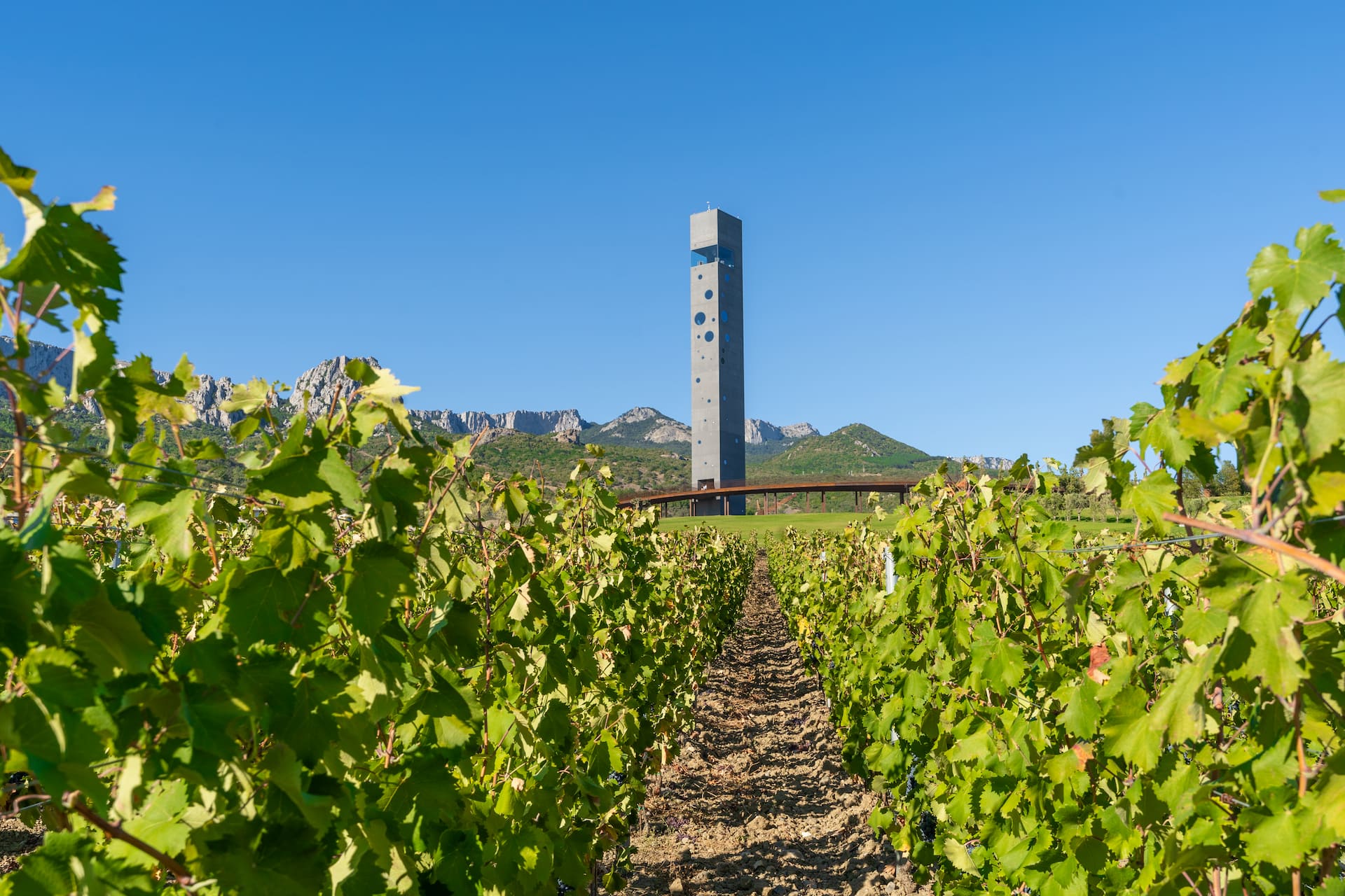 ЭКСКУРСИЯ ПО ВИНОГРАДНИКУ