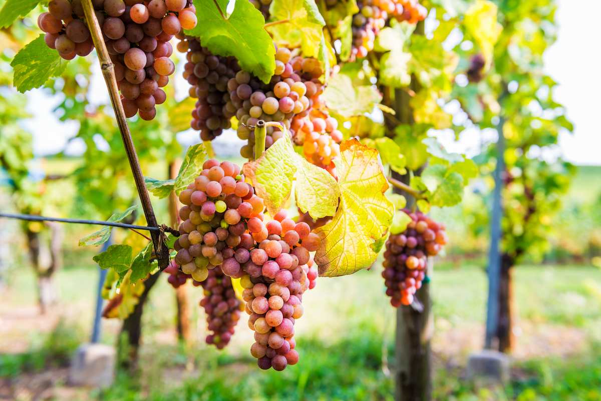 ripe-grapes-in-fall-in-alsace-france-2025-02-11-15-11-58-utc (1).jpg ripe-grapes-in-fall-in-alsace-france-2025-02-11-15-11-58-utc (1).jpg