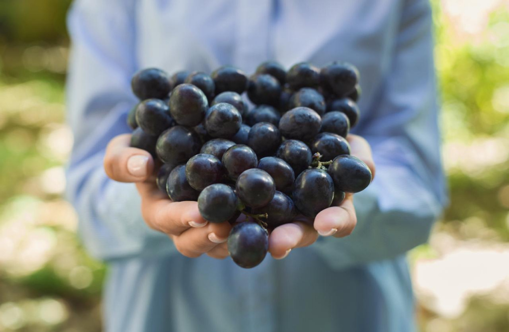 Виноград шираз