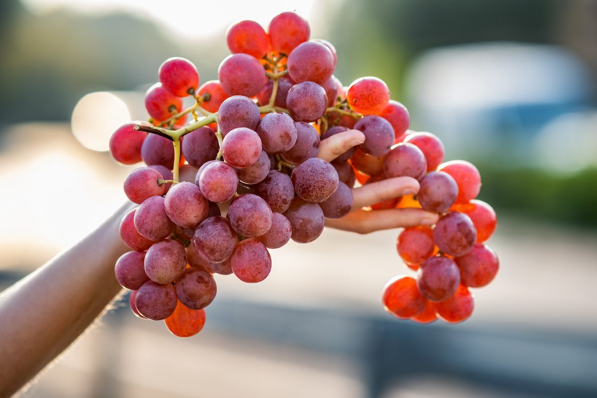 a-woman-holding-big-cluster-of-red-juicy-grapes-in-2024-12-06-20-29-06-utc (1).jpg a-woman-holding-big-cluster-of-red-juicy-grapes-in-2024-12-06-20-29-06-utc (1).jpg