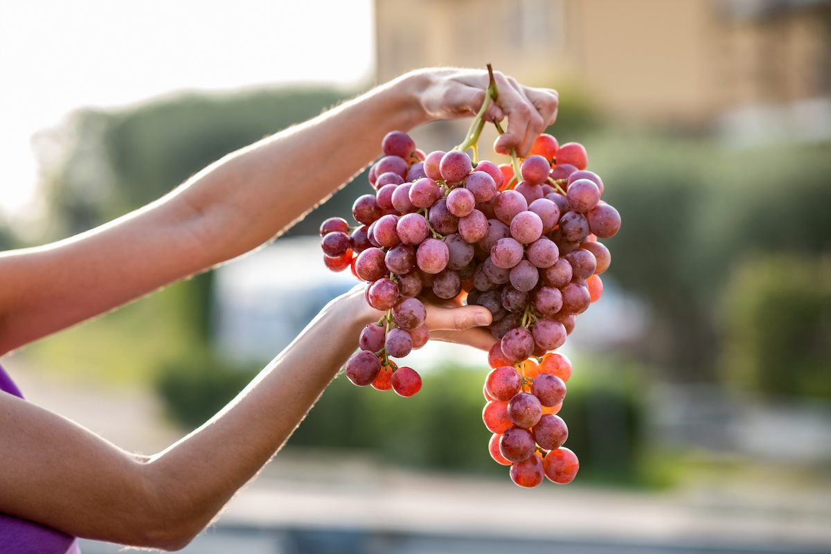 a-woman-holding-big-cluster-of-red-juicy-grapes-in-2024-12-07-01-20-50-utc (1).jpg a-woman-holding-big-cluster-of-red-juicy-grapes-in-2024-12-07-01-20-50-utc (1).jpg