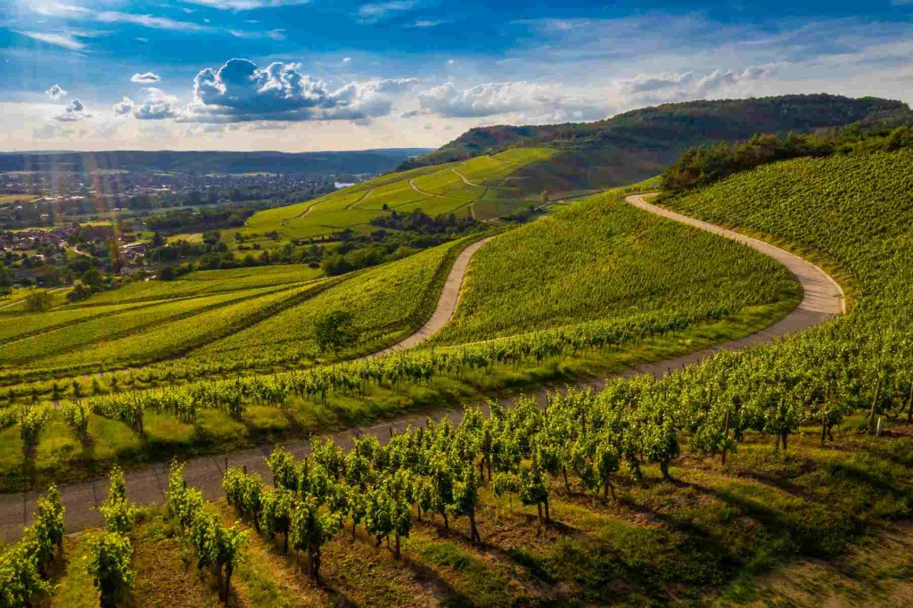 beautiful-view-vineyard-green-hills-sunset (1).jpg