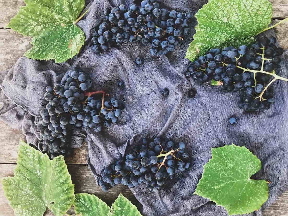 bunches-of-dark-grapes-on-a-gray-background-and-gr-2024-12-03-21-13-22-utc (1).jpg