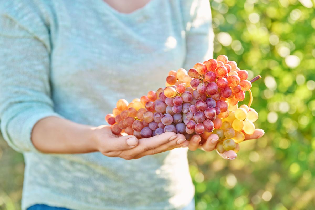 big-bunch-of-ripe-pink-grapes-in-hands-vineyard-b-2024-12-08-04-48-04-utc (1).jpg big-bunch-of-ripe-pink-grapes-in-hands-vineyard-b-2024-12-08-04-48-04-utc (1).jpg