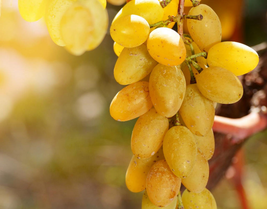 Вельшрислинг