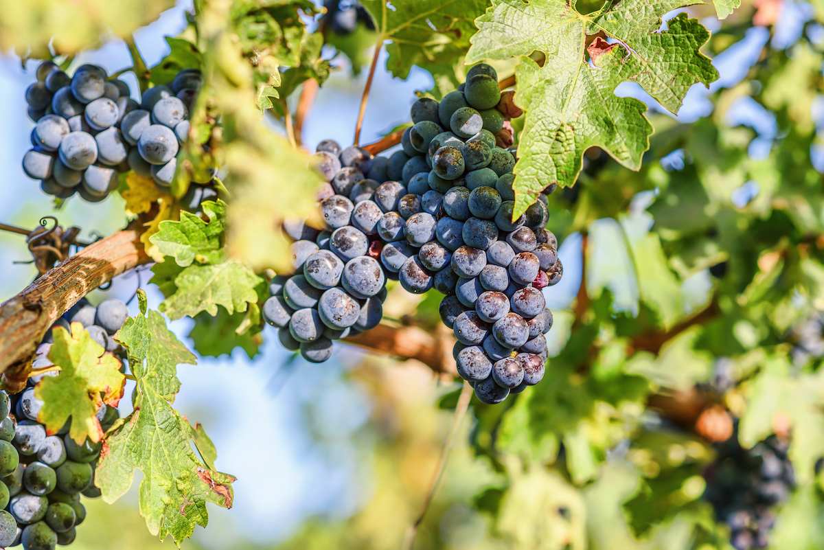grape-vines-at-harvest-time-2025-02-18-01-57-43-utc (1).jpg