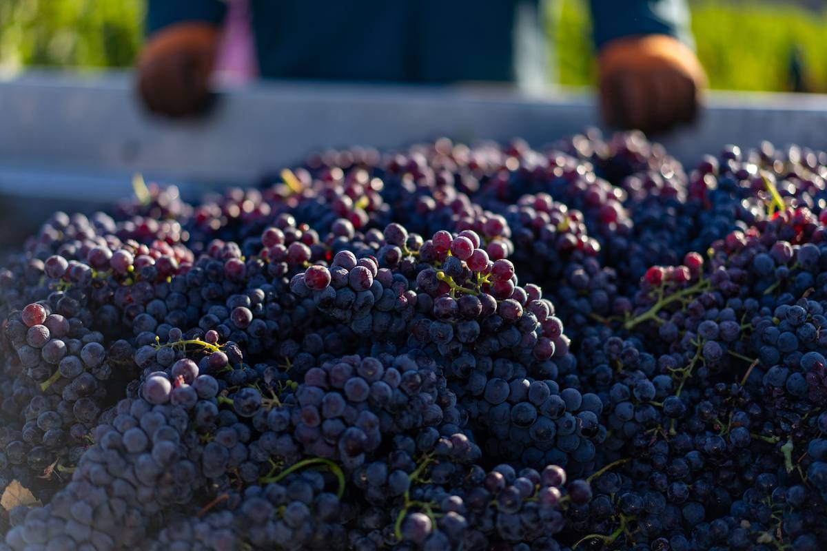 freshly-harvested-grapes-in-a-vineyard-2025-02-10-06-37-32-utc (1).jpg